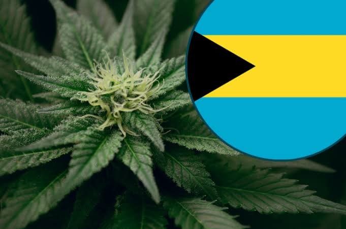 Buy Weed Online In Bahamas